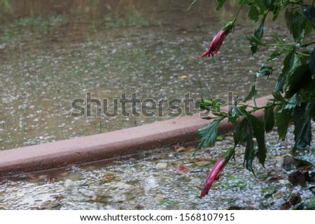 a hibiscus bush during a hail storm 4475