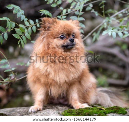 picture of pomeranian in the nature, in autumn
