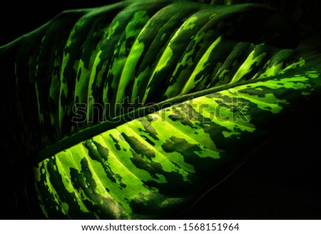 Dramatic green leaf nature background