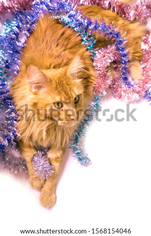 Christmas young large red marble Maine coon cat lies in multicolored tinsel, looks up. Greeting card with cat with copy space on white background, isolated. New Year's portrait of cat with copy space.