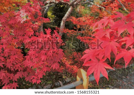 Colorful Autumn Leaves in a Shrine.