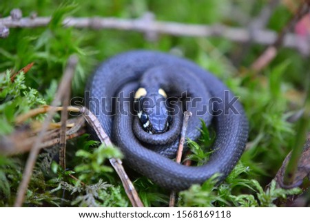Grass snake (Natrix natrix) baby