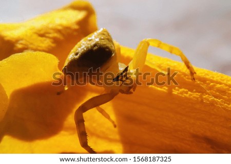 Macro photography of The golden crab spider is a predator in nature