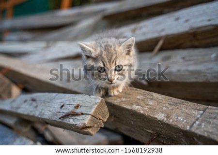Grey cute cat between woods 