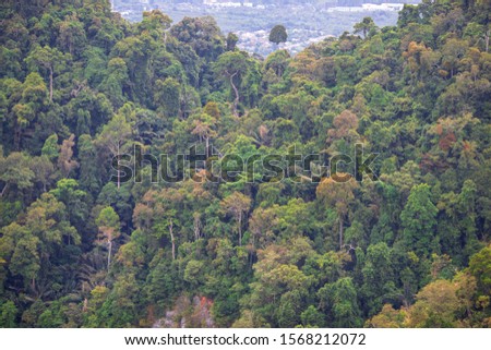 Close-up wallpaper view of high angle mountains, atmosphere surrounded by trees, blurred wind and fresh cool air during the day