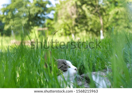 Cat relaxing on sunny day 