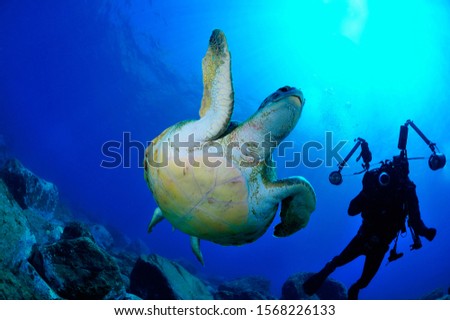 under water turtle and diver