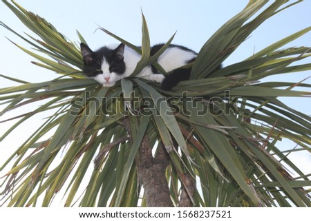 Cat on a palm tree. Cat lying on tree. Funny cat looking at you. Top view cats.