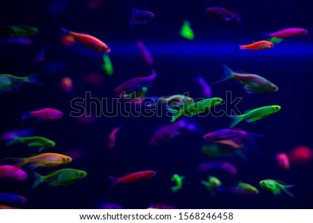 Danio glow fish color nature relax pets home  freshwater aquarium