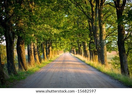 tunnel of green trees on sunlight Royalty-Free Stock Photo #15682597