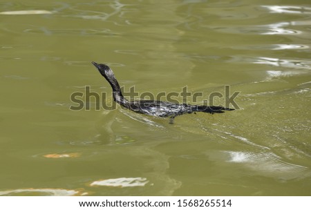 Cormorant swimming on the waters surface