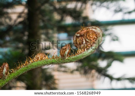 Brown fiddlehead fern. Brown ferns