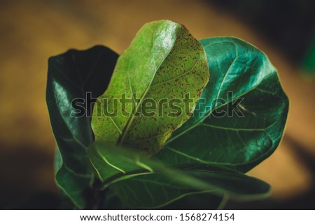Fidlle Leaf Fig With brown spots Royalty-Free Stock Photo #1568274154