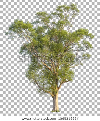 Tree isolated on transparent background. Clipping path included
