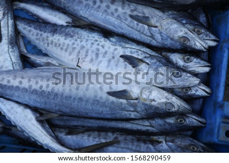 Freshly caught Barracuda fish  at Jaffa port, ready for sale at the fish market. Fresh seafood, fish background. Top view, Copy space Royalty-Free Stock Photo #1568290459