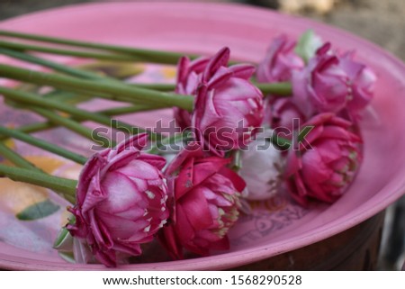 Beautiful pink lotus flower, lotus flower in a plastic tray
