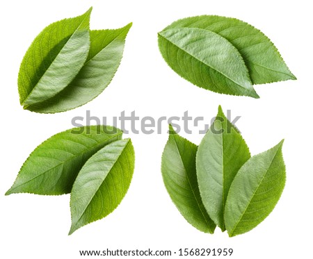 Collection of green leaves, isolated on white background Royalty-Free Stock Photo #1568291959