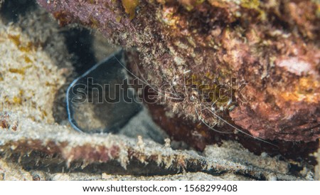 Close up of Banded Coral Shrimp in coral reef of the Caribbean Sea around Curacao