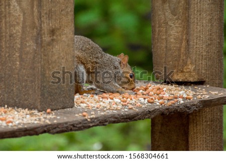 Squirrel foraging for food in the forest