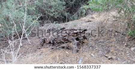 Photo of a Trunk in the middle of the forest in a road