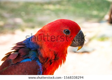 Red feathers parrot,Red parrot in the zoo Royalty-Free Stock Photo #1568338294