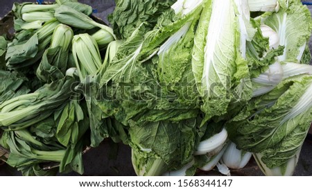 Chinese cabbage nappa napa bok choy pile inside basket fresh from farm green white color