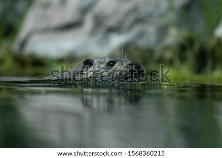 An otter swims in the water