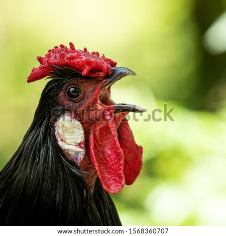 A cock sings in the morning