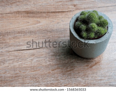 The cactus is sprayed on a wooden table.