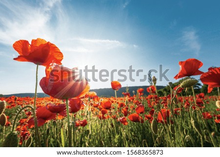 poppy field on a sunny afternoon. beautiful countryside with red flowers in mountains. bright blue sky with fluffy clouds. summer outdoors happy days memories concept