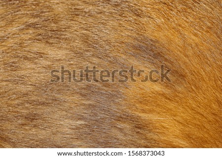 close up brown dog skin for texture and pattern.