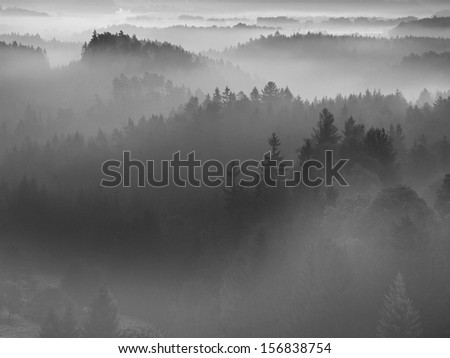 View into deep misty valley in Bohemian national park, Europe. Trees increased from foggy background. Black and white picture. 