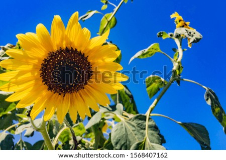 sunflower blossom on blue sky background