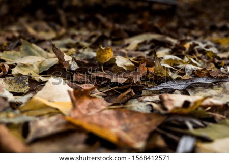 Autumn leaf color is a phenomenon that affects the normal green leaves of many deciduous trees and shrubs by which they take on, during a few weeks in the autumn season