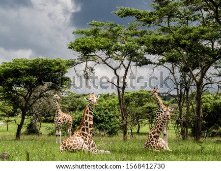 Giraffes resting in Lake Mburo National Park, Uganda