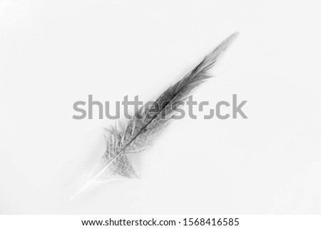 Black and white picture of a isolated feather in white background.