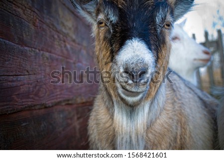 Close up pictures on goats