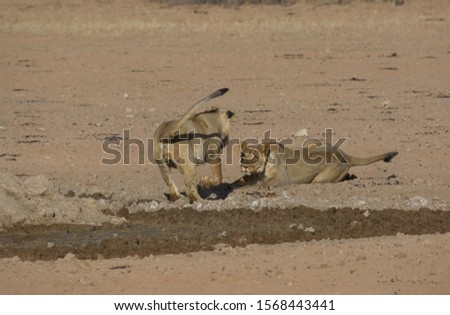 Lions (Panthera Leo), in the waterhole, Kgalagadi Transfrontier Park, South Africa.