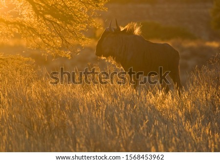 Blue wildebeest (Connochaetes taurinus), Kgalagadi Transfrontier Park, Kalahari desert, South Africa.