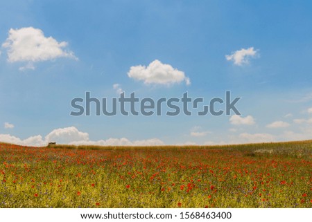 A field of red poppies just outside the town of Castelluccio, Umbria, Italy against a bright blue sky