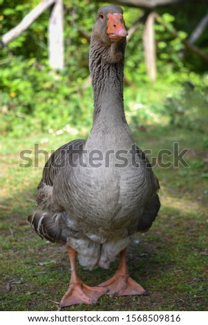 Duck bird Portrait in the natural Reserve of Pescara, Italy