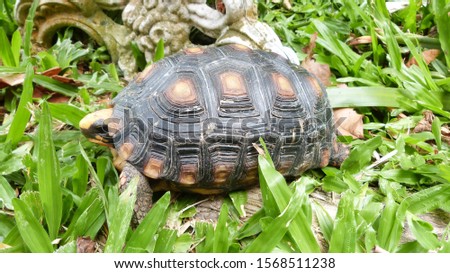 Colorful Black and Yellow Jabuti Chelonoidis Terrestrial Turtle in the Grass Garden
