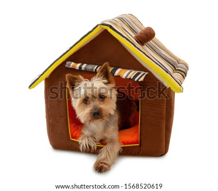 Adorable Australian Silky Terrier lying and looking out from dog house - isolated on white background with shadow. Cute dog waiting for the command.