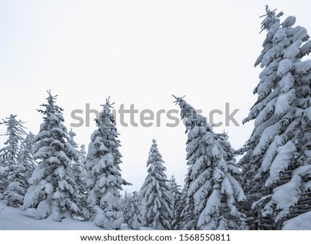 Winter nature. Snow covered trees. Frosty weather. Christmas background.