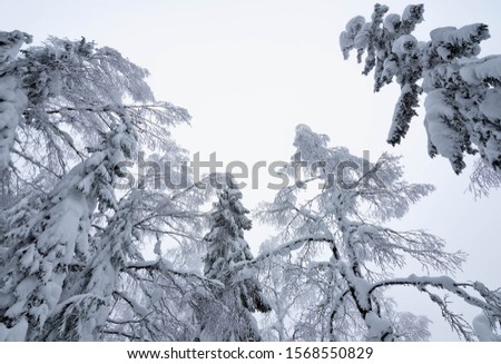 Winter nature. Snow covered trees. Frosty weather. Christmas background.