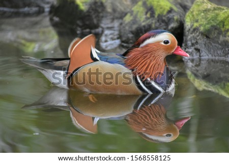 Beautiful Male mandarin duck in nature