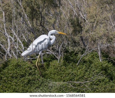  White great egret standing in the bushes