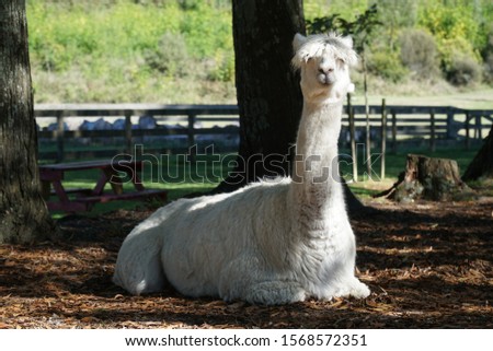 picture of a funny looking alpaca lying in the park in new zealand