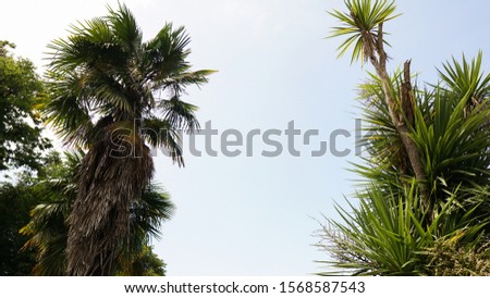 Palm trees and cloudy sky in the rainforest. Fashion, travel, summer, vacation and tropical beach concept.