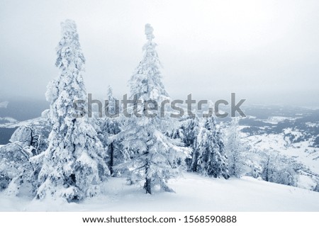 Photo of small pine trees covered with snow. Light background, beautiful winter landscape
